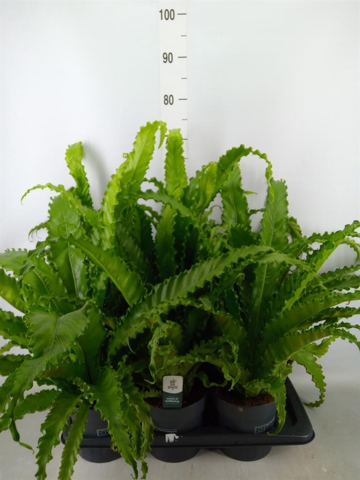 <h4>Asplenium antiquum 'Osaka'</h4>