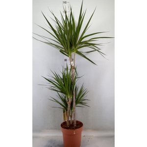 Dracaena marg.