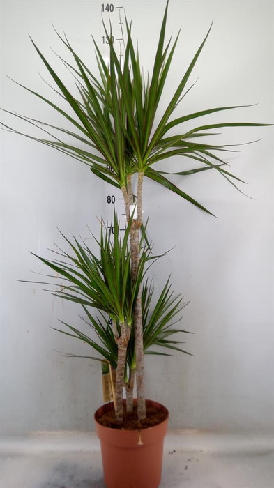 <h4>Dracaena marg.</h4>