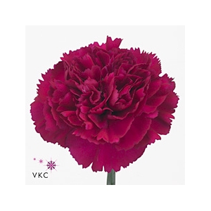 Dianthus St Farieta