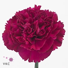 <h4>Dianthus St Farieta</h4>
