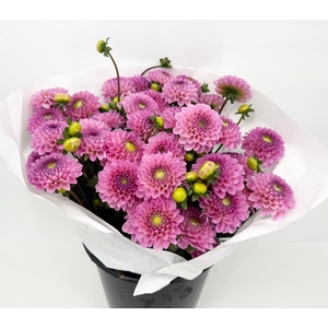 Dahlia Pink