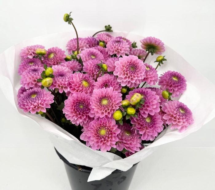 <h4>Dahlia Pink</h4>