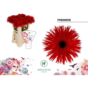 Gerbera Spider Premiere Water x40