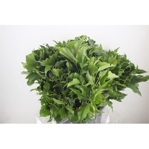 Hedera Leaves 400gr P Bunch