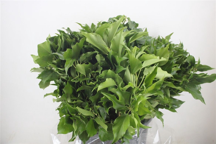 <h4>Hedera Leaves 400gr P Bunch</h4>