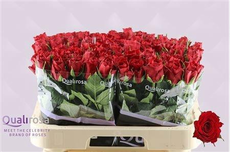 <h4>R GR MADAM RED</h4>