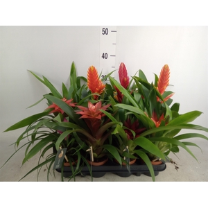 Bromelia   ...mix