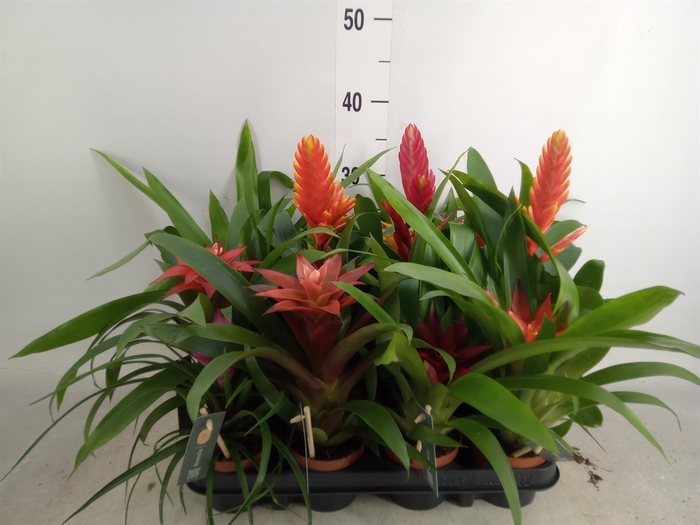 <h4>Bromelia   ...mix</h4>