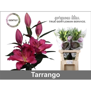 Li Or Tarrango 4+