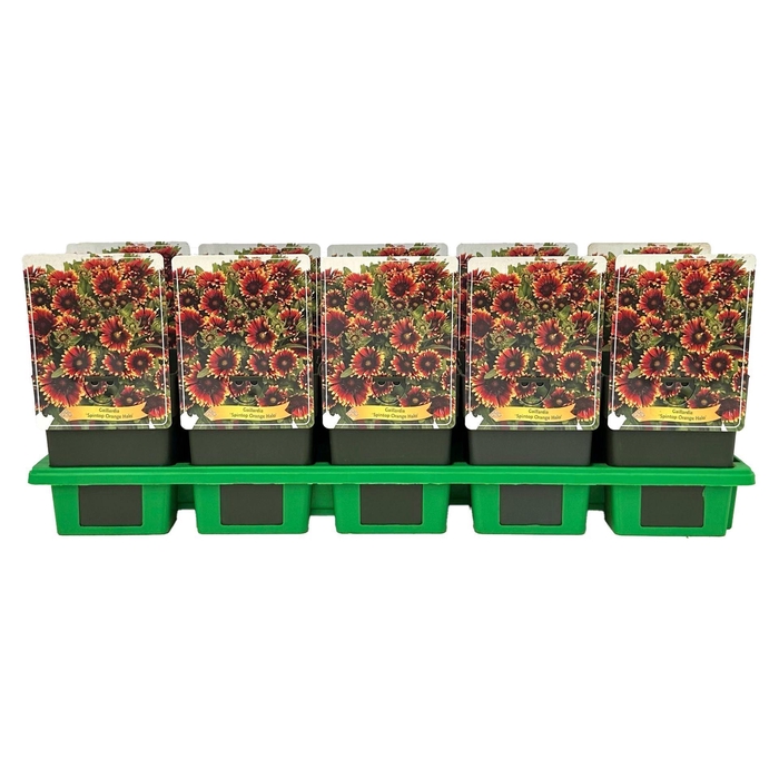 <h4>Gaillardia</h4>