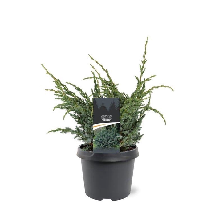 <h4>Juniperus squamata Meyeri</h4>