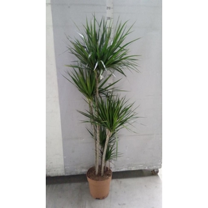 Dracaena marg.