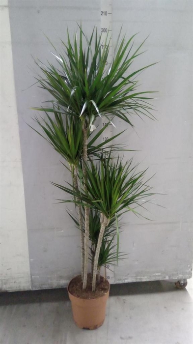 <h4>Dracaena marg.</h4>
