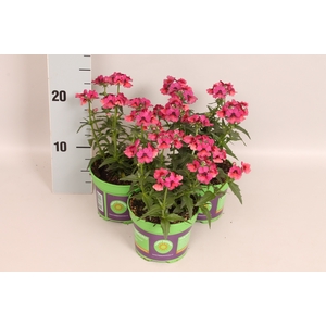 Nemesia Magenta