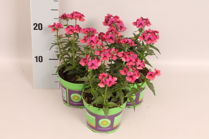 <h4>Nemesia Magenta</h4>