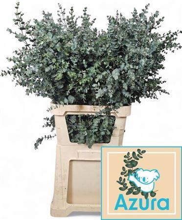 <h4>Euca Gunny Azura</h4>