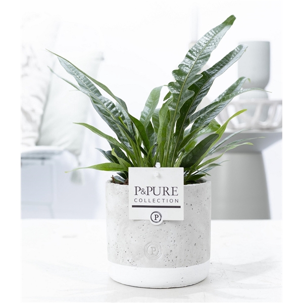 <h4>Aglaomorpha Jim in P&PURE Jade pot</h4>