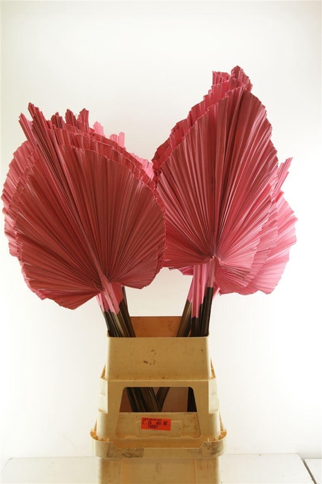 <h4>Droog Robusta Roze</h4>