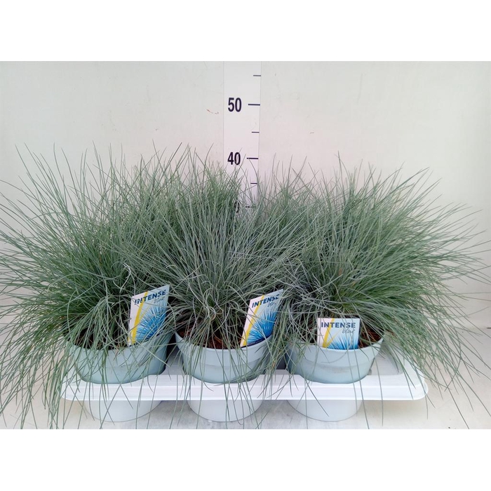 <h4>Festuca glauca 'Intens Blue'</h4>