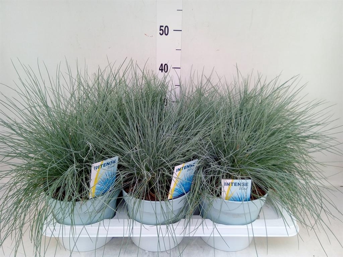 Festuca glauca 'Intens Blue'