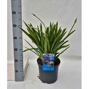Agapanthus Columba