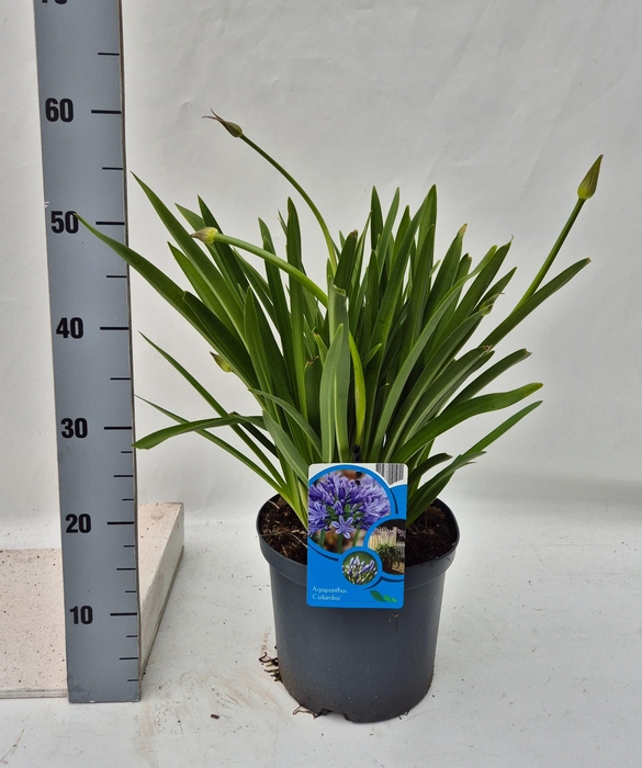 <h4>Agapanthus Columba</h4>
