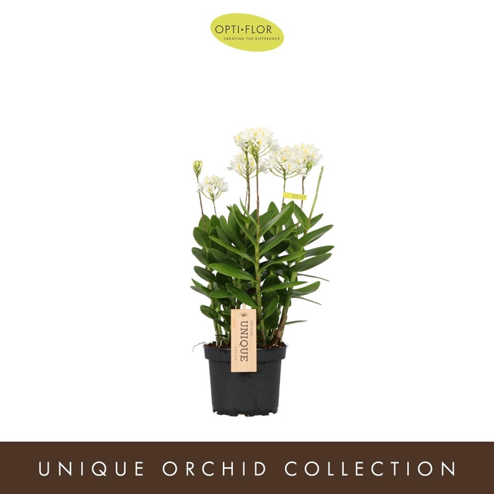 <h4>Epidendrum Cuzco</h4>