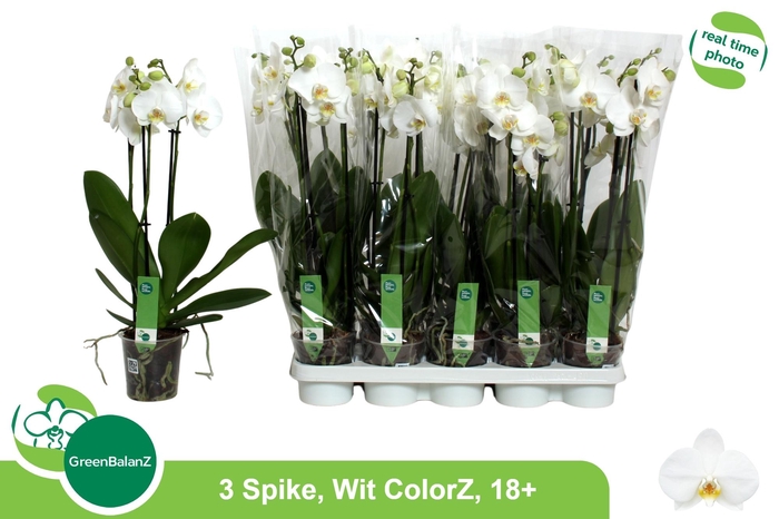 <h4>PHAL OV WIT</h4>