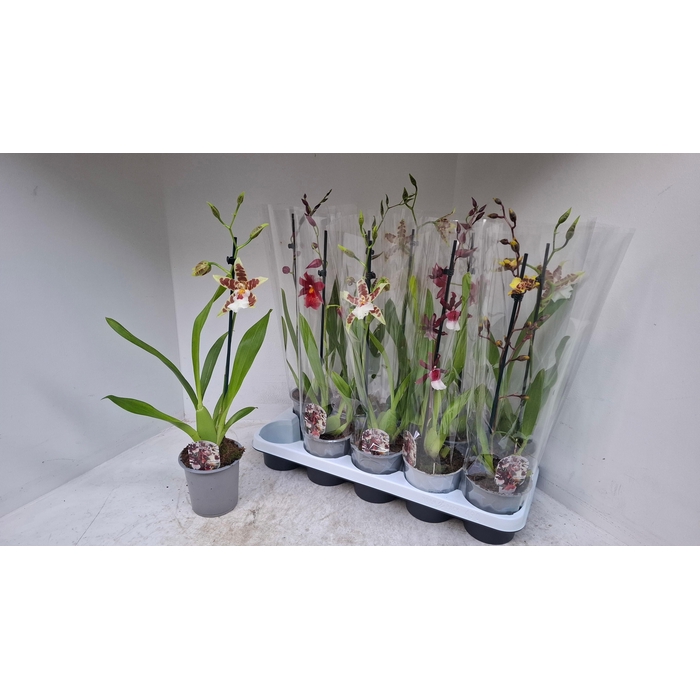 <h4>CAMBRIA GRP GEM</h4>