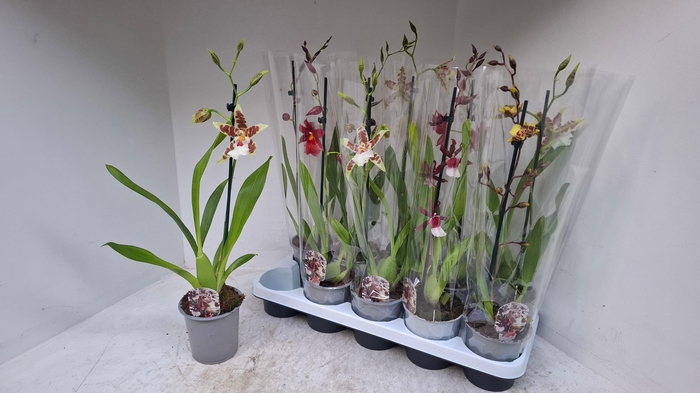 <h4>CAMBRIA GRP GEM</h4>