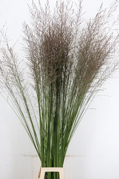 <h4>GRAS MOLINIA STANDING</h4>