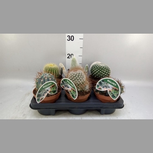 Cactus   ...mix