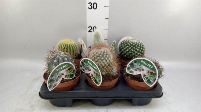 <h4>Cactus   ...mix</h4>