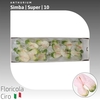 Anthurium Simba | Super