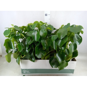 Peperomia polybotrya 'Raindrop'