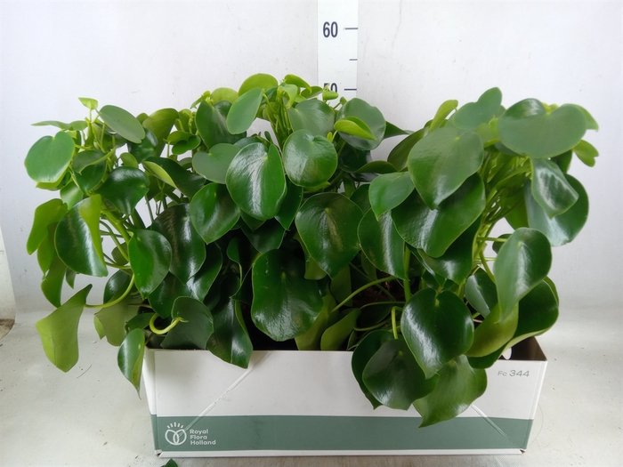 <h4>Peperomia polybotrya 'Raindrop'</h4>