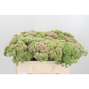 Sedum Herbstfreud Gr