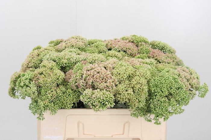 <h4>Sedum Herbstfreud Gr</h4>