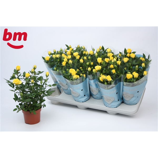 <h4>Rosa Amazing Jewel Beau Monde Yellow (10,5 cm)</h4>