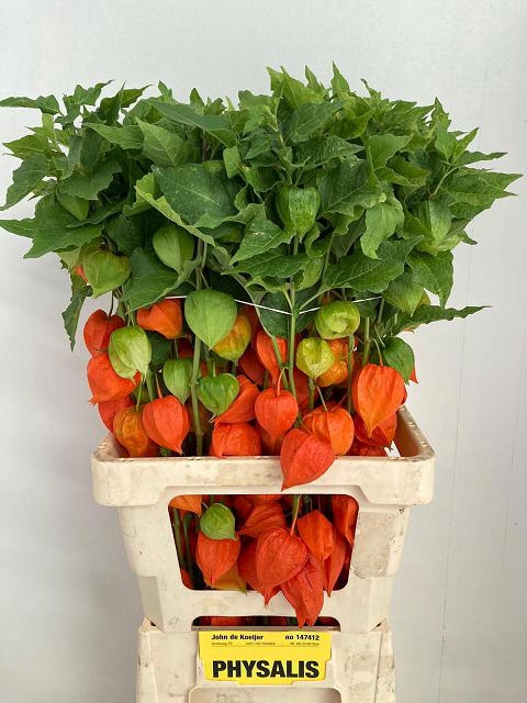 <h4>PHYSALIS LAMPION TAK</h4>