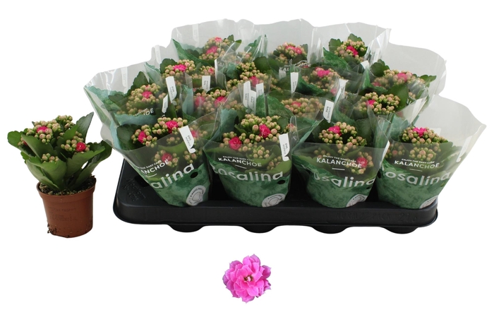 <h4>KAL GE NANDO PINK</h4>