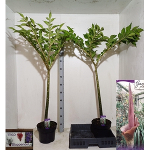 AMORPHOPHALLUS KONJA