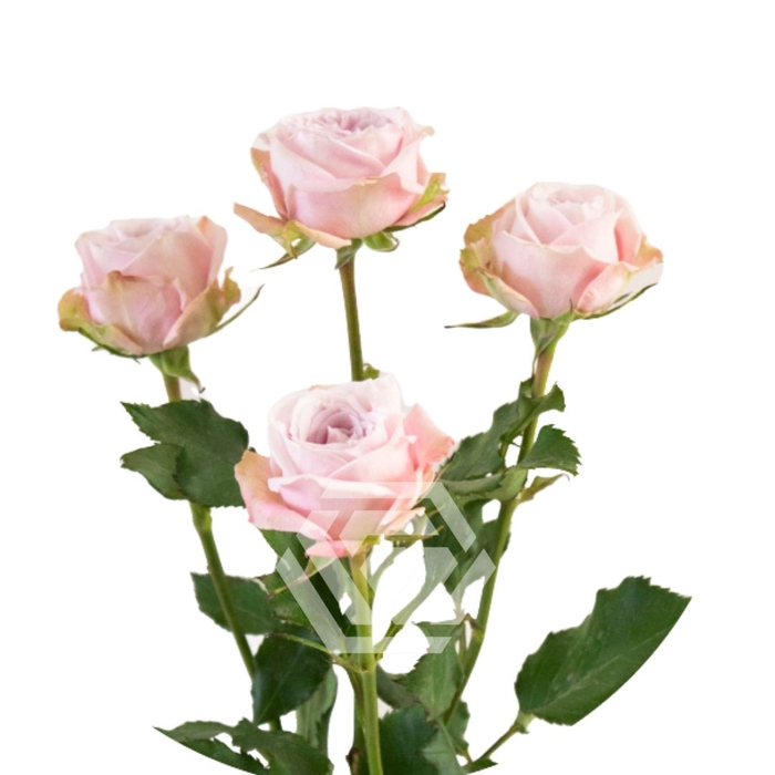 <h4>R TR PORTRAIT</h4>