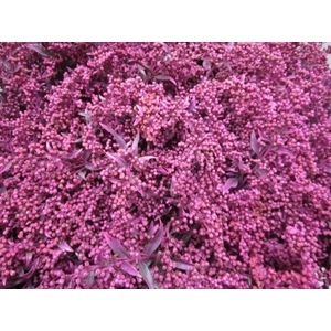 Solidago Cerise