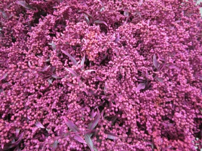 <h4>Solidago Cerise</h4>