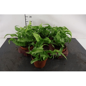 Asplenium 12 Cm. P. Hurricane