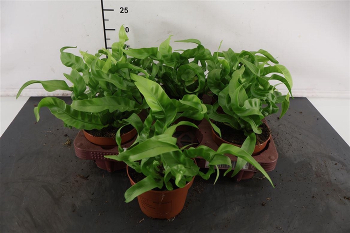 <h4>Asplenium 12 Cm. P. Hurricane</h4>
