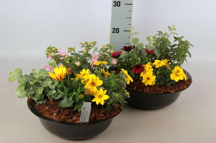 <h4>ARR TUINPLANTEN</h4>