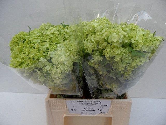 <h4>VIBURNUM ROSEUM ST</h4>
